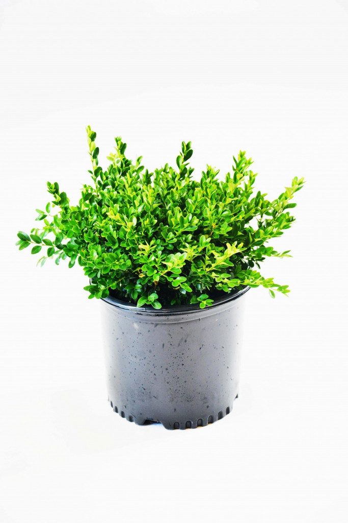 Boxwood Assorted in pot