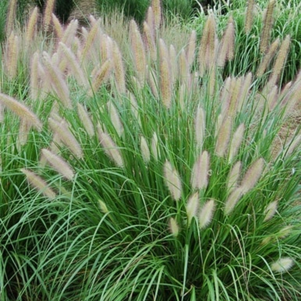 Fountain Grass Pennisetum