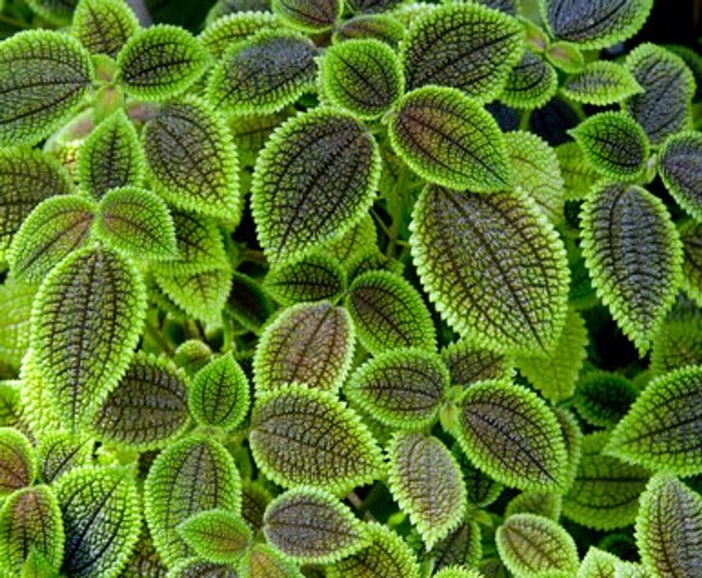 Pilea involucrata Friendship 4"