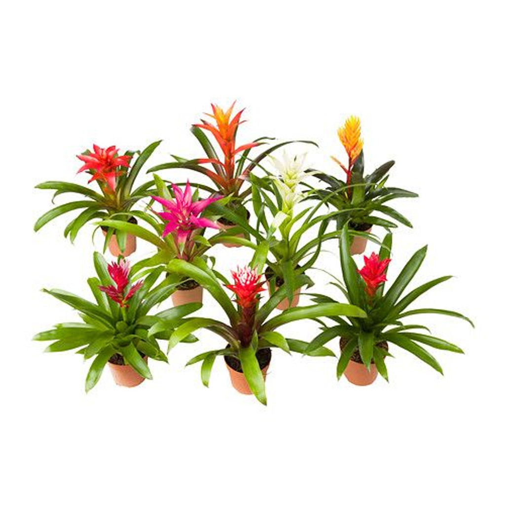 bunch of Bromeliads