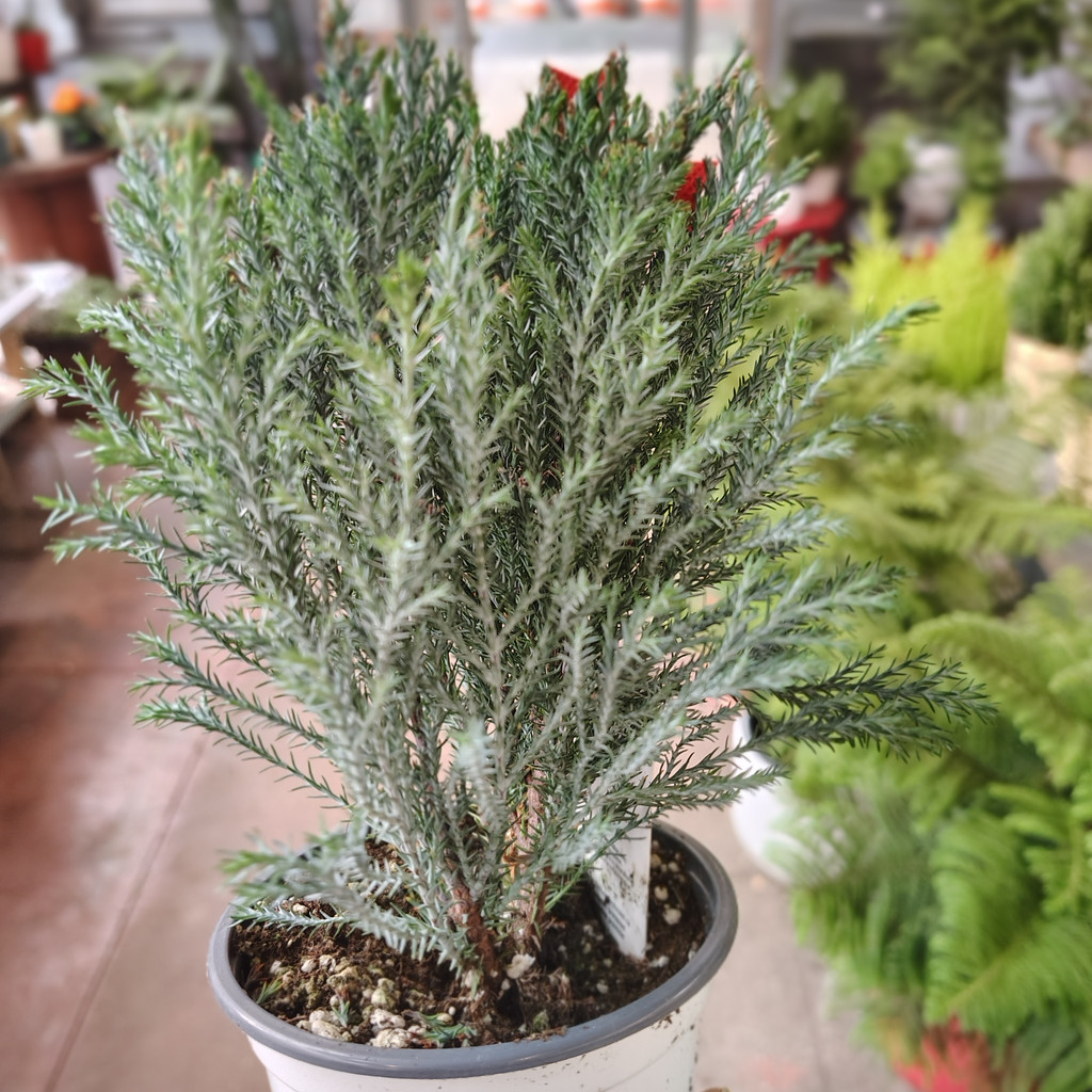 Cypress Moonlight 4in