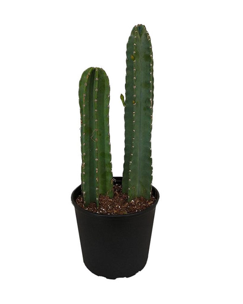 Cactus 'Cereus Peruvianus' in pot