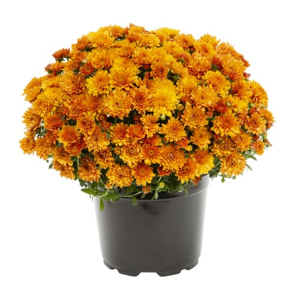 orange Chrysanthemum Hardy Mums