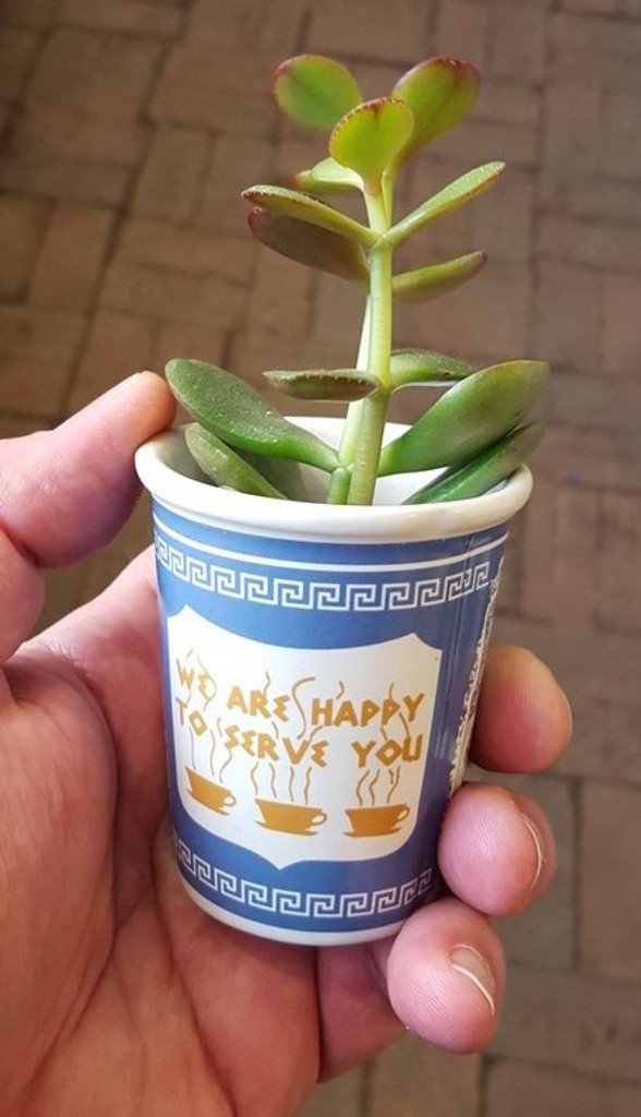 Succulent in a Ceramic NYC Greek Diner Coffee Cup