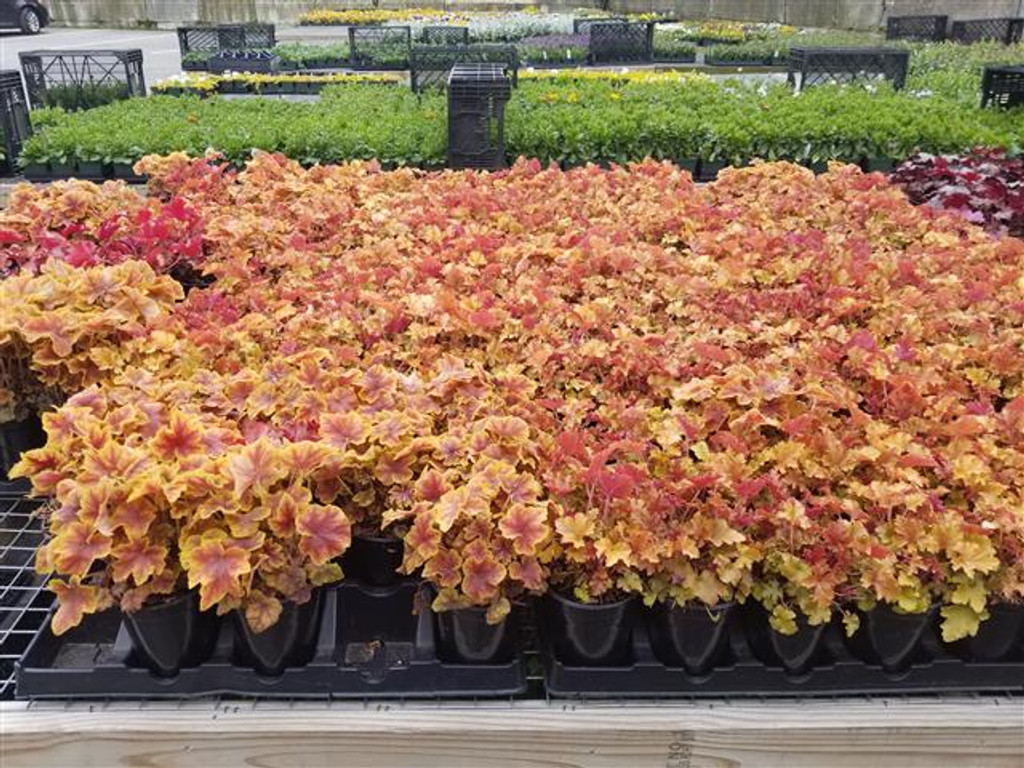 Heuchera