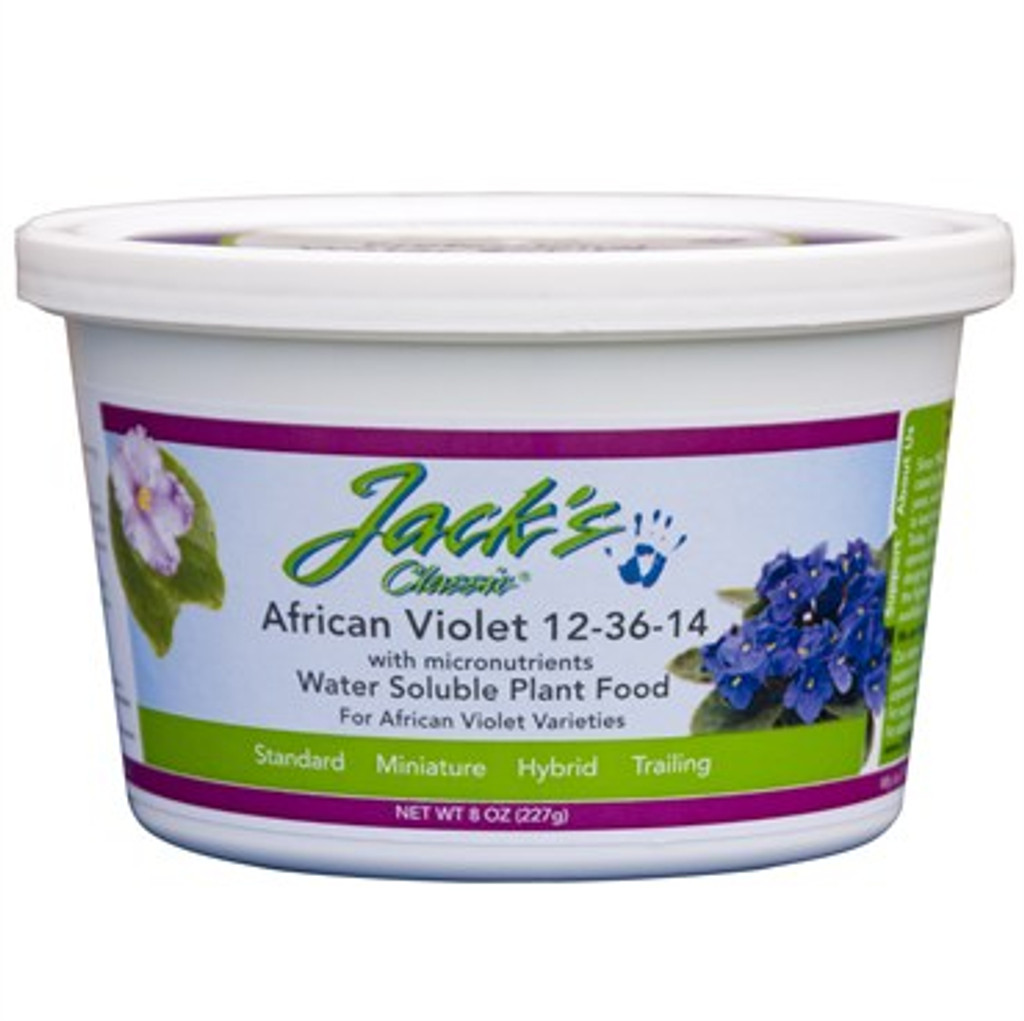 Jack's Classic African Violet Special 12-36-14