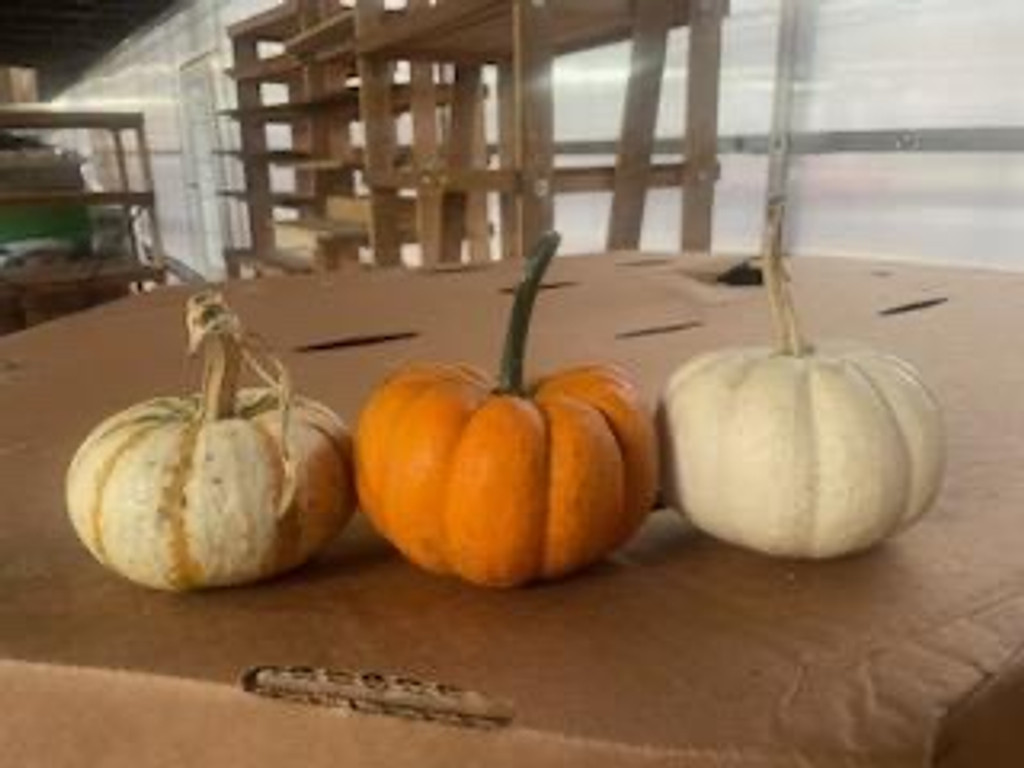 Pumpkins and Gourds