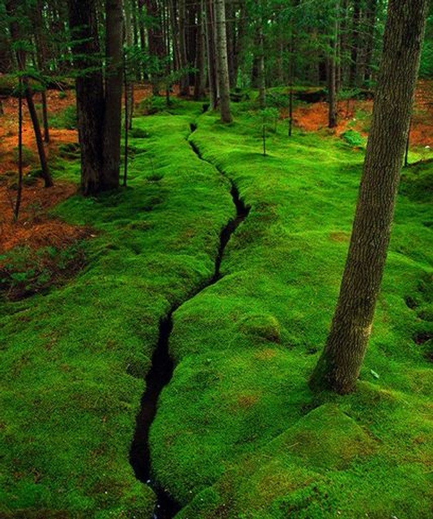 Moss Sheet