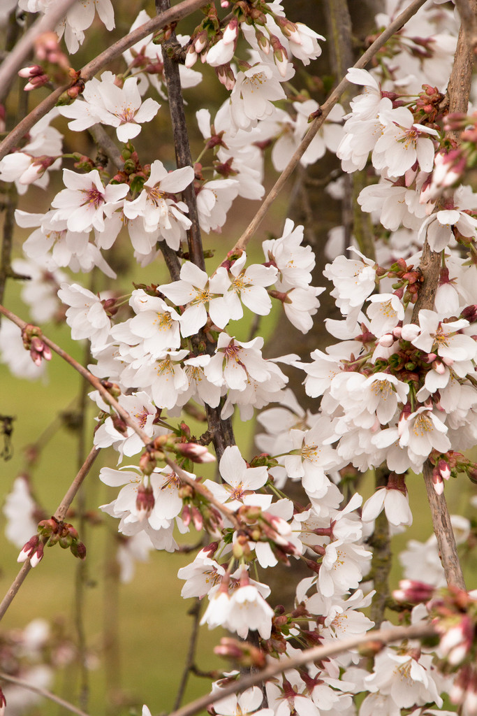 Weeping Cherry Snow Fountains up close