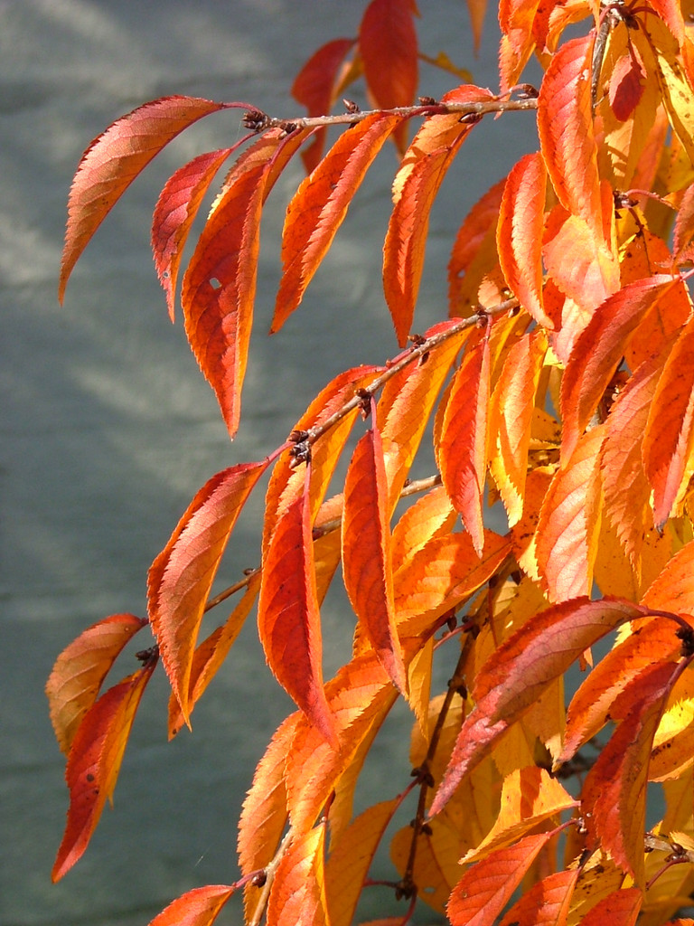 Weeping Cherry Snow Fountains leaves up close