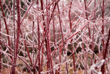 Dogwood Tree Red Twig Cornus alba