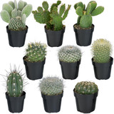 Cactus Plants Assorted 