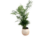 Neanthe Bella Palm 4" 6" 8" 10" Neanthe Bella Palm 4" 6" 8" 10"
