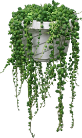 String of Pearls in hanging basket