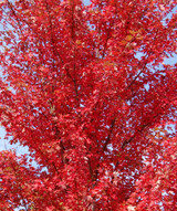 Acer Rubrum 'Autumn Radiance' Maple Tree 10g Acer Rubrum 'Autumn Radiance' Maple Tree 10g