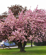 Japanese Flowering Cherry Tree close up