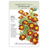 Marigold French Red Metamorph Marigold French Red Metamorph