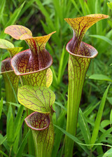 Pitcher Plant up close