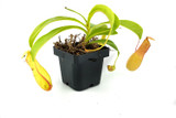Nepenthes 'Pitcher Plant' in a Hanging Basket - Carnivorous! 4" Nepenthes 'Pitcher Plant' in a Hanging Basket - Carnivorous! 4"