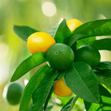 Lemon Lime Tree
