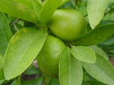 Lime tree