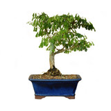 Brazilian Rain Tree