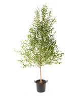 Birch River Tree 'Betula nigra' 15g Birch River Tree 'Betula nigra' 15g