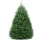 Big and beautiful Fraser Fir Christmas Tree