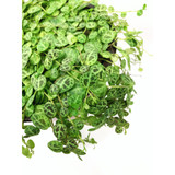 Peperomia Prostara 'String of Turtles' in a Hanging Basket 6" Peperomia Prostara 'String of Turtles' in a Hanging Basket 6"