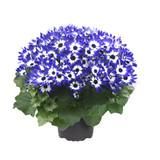 Senetti Pericallis 10" Senetti Pericallis 10"