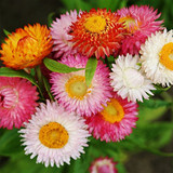 Helichrysum 'Everlasting Flower' in a Hanging Basket 10" Helichrysum 'Everlasting Flower' in a Hanging Basket 10"