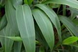 Palm Grass 'Setaria palmifolia' Rubra & Variegated 1g Palm Grass 'Setaria palmifolia' Rubra & Variegated 1g