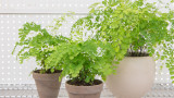 Fern Maidenhair in Pots