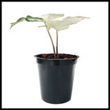 Syngonium Albo variegated 4" Syngonium Albo variegated 4"