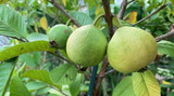 Guava