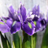 Iris Plant 1g