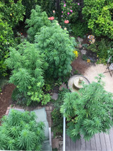 The Cannabis Gardener