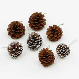 Pine Cones