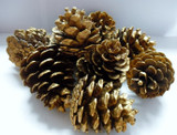 Pine Cones