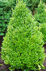 Boxwood Green Mountain 18"-24"