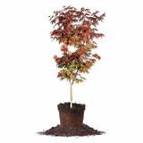 Maple  Tree Japanese Acer Palmatum 'Bloodgood' 10g