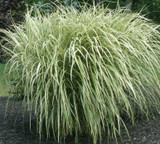 Miscanthus Grass