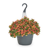 Calibrachoa in basket