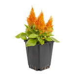 orange Celosia in pot