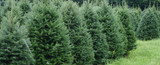 Big and beautiful Balsam Fir Tree