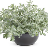 Artemisia in pot