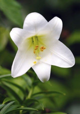 Easter Lily 