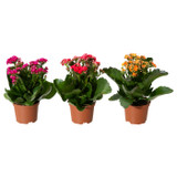 Kalanchoe