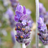 Lavender up close