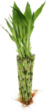 Lucky Bamboo Straight Stalk